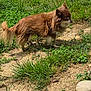 animal, brown, canine, daylight, dirt, dog, ears, fluffy, fur, grass, ground, nature, outdoor, pet, side_view, small_dog, standing, sunlight, tail, walking