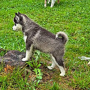 Aouhh a rejoint le concours — aidez-le/la à gagner de superbes lots ! animal, canine, companion, daylight, dog, fur, grass, greenery, husky, nature, outdoor, pet, playful, puppy, side_view, standing, summer, tree_stump, yard, young_dog