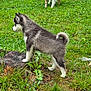 animal, canine, companion, daylight, dog, fur, grass, greenery, husky, nature, outdoor, pet, playful, puppy, side_view, standing, summer, tree_stump, yard, young_dog