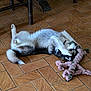 animal, black_and_white, cute, dog, floor, fur, husky, indoor, lying_down, paws, pet, pet_toy, playful, playtime, plush_toy, puppy, relaxed, tile_floor, toy, young