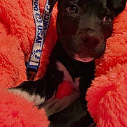 Ozzy is registered to the contest to win money with this photo: puppy, dog, black_and_white, blanket, orange, snuggling, pet, cute, fur, animal, indoor, cozy, soft, young, muzzle, ears, leash, closeup, comfort, resting