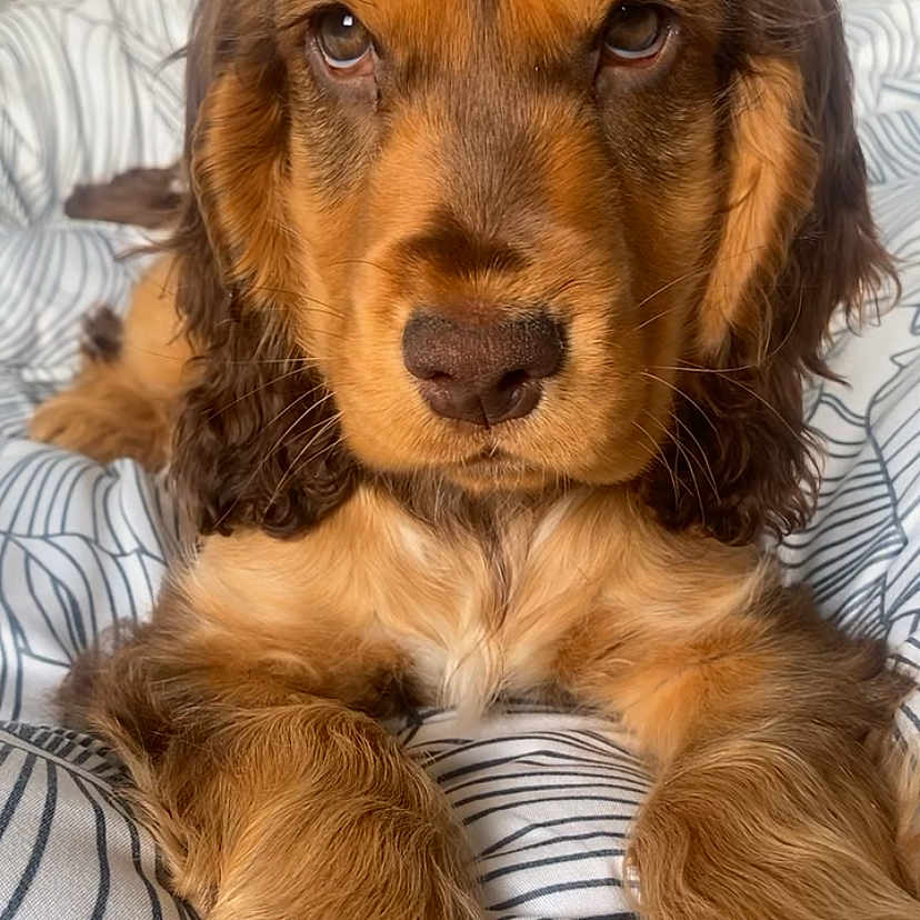 Usko a rejoint le concours — aidez-le/la à gagner de superbes lots ! animal, canine, cockerspaniel, dog, goldenretriever, hound, papillon, pet, puppy, terrier