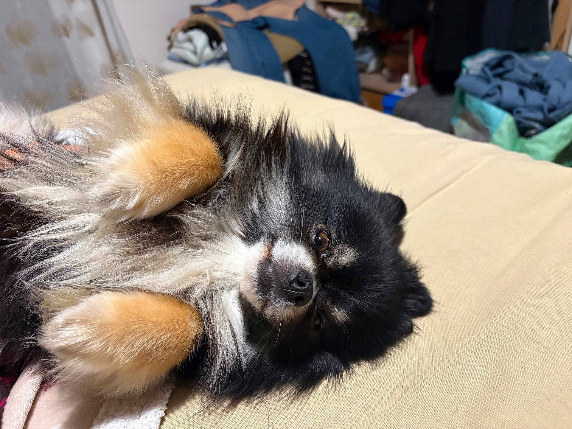 Oreo participe au concours pour gagner de l'argent avec cette photo : dog, fluffy, black, tan, pet, animal, lying_down, indoor, bed, cozy, fur, paws, relaxed, cute, small_dog, canine, household, room, comfort, portrait