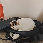 Arrow participe au concours pour gagner de l'argent avec cette photo : cat, white_cat, sleeping, bag, black_bag, feline, pet, indoor, wooden_surface, drawer, curled_up, resting, domestic_animal, quiet, calm, cozy, fur, paw, ears, whiskers