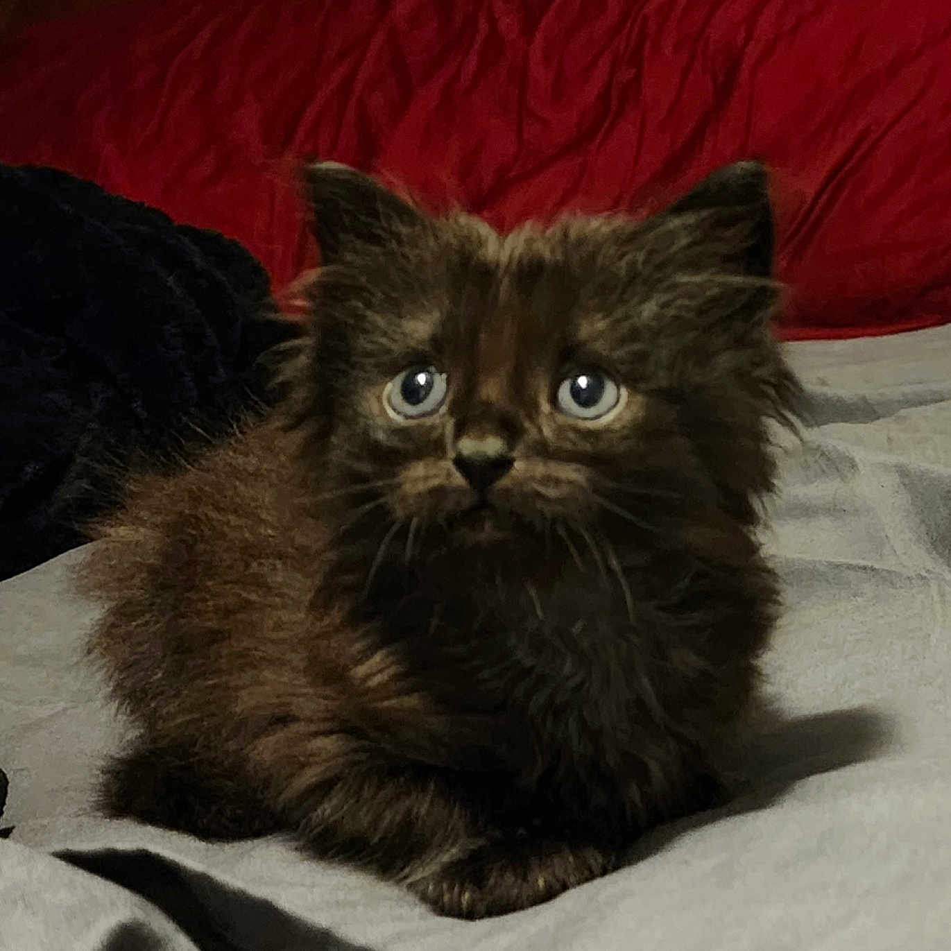 Wolfie joined the competition — help win amazing prizes! abyssinian, animal, bed, bedroom, blackcat, blanket, cat, couch, cushion, furniture, hardwood, homedecor, indoors, kitten, manx, pet, quilt, room, siamese, wood