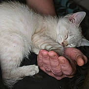 Stormi joined the competition — help win amazing prizes! kitten, cat, sleeping, hand, person, indoor, closeup, white_fur, cozy, resting, pet, animal, cute, feline, comfort, peaceful, domestic, fur, paw, portrait
