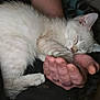 animal, cat, closeup, comfort, cozy, cute, domestic, feline, fur, hand, indoor, kitten, paw, peaceful, person, pet, portrait, resting, sleeping, white_fur