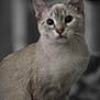 Stormi is registered to the contest to win money with this photo: cat, animal, pet, feline, sitting, indoor, blur, grainy, ears, whiskers, fur, eyes, portrait, looking, closeup, mammal, cute, domestic, fuzzy, face