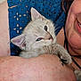 animal, arm, blue_clothing, cat, closeup, comfort, cute, domestic_animal, face, furry, holding, indoor, kitten, lace, person, pet, resting, skin, smile, young_animal