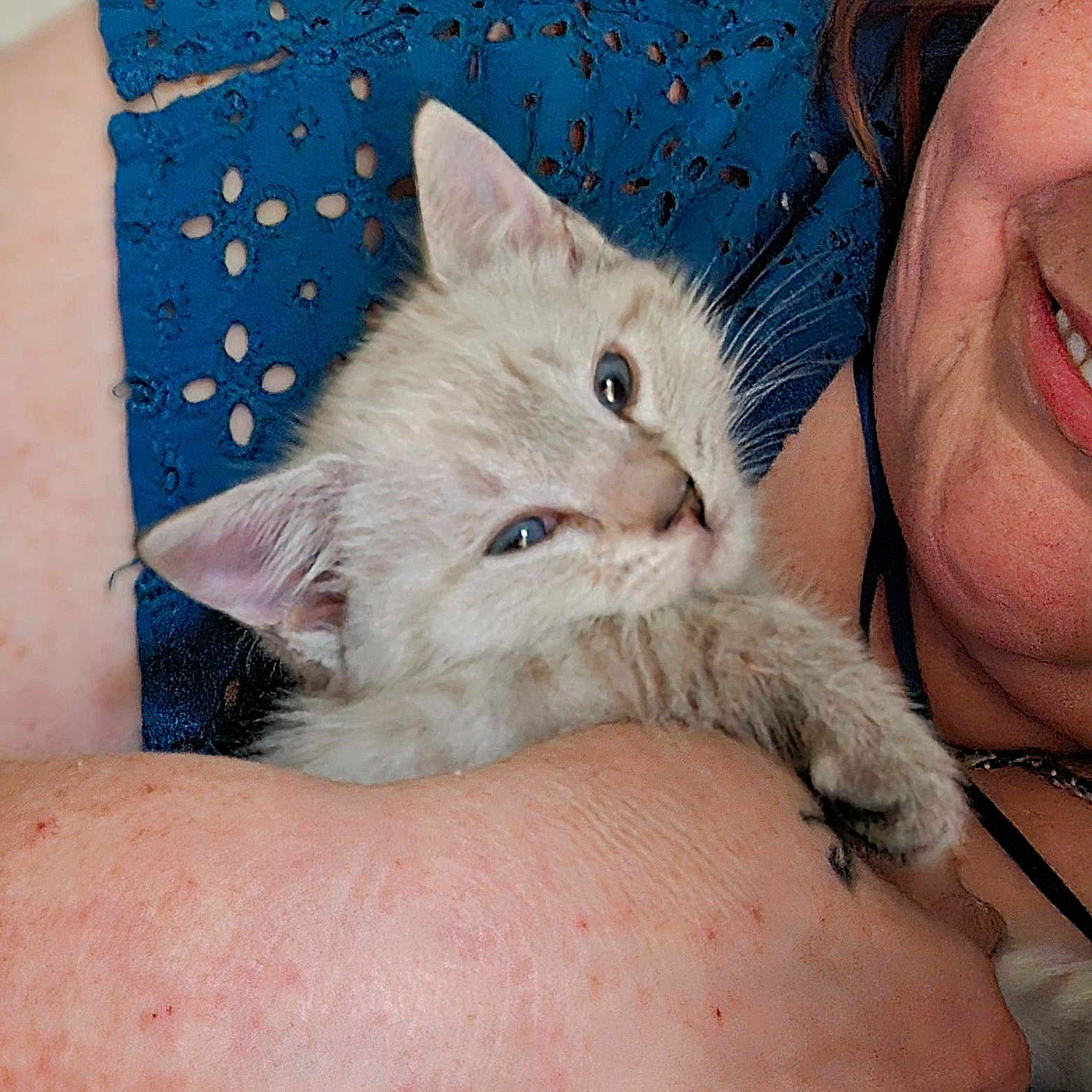 Stormi is registered to the contest to win money with this photo: animal, arm, blue_clothing, cat, closeup, comfort, cute, domestic_animal, face, furry, holding, indoor, kitten, lace, person, pet, resting, skin, smile, young_animal
