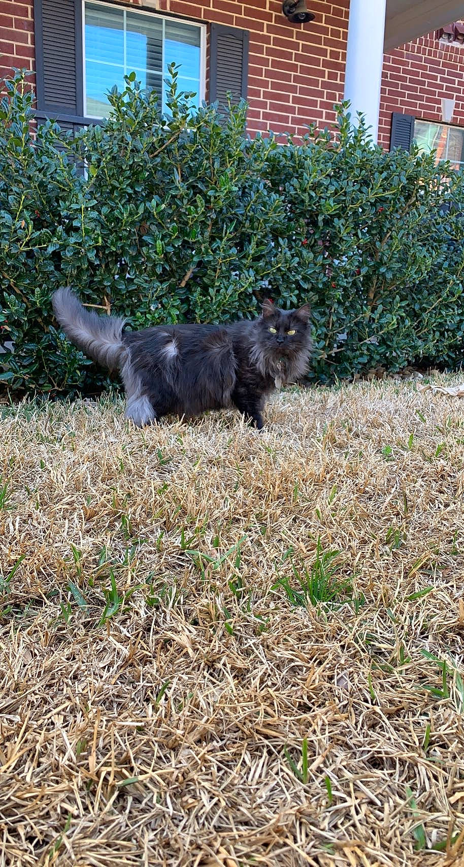 Henley is registered to the contest to win money with this photo: black_cat, building, canidae, carnivore, cat, companion_dog, dog_breed, felidae, fur, grass, groundcover, plant, shrub, small_to_medium_sized_cats, snout, soil, sporting_group, tail, terrestrial_animal, whiskers