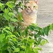 Toby is registered to the contest to win money with this photo: cat, ginger_cat, greenery, bush, outdoor, nature, animal, feline, curious, pet, leaf, plant, wildlife, garden, blur, background, sidewalk, daylight, closeup, mammal