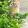 cat, ginger_cat, greenery, bush, outdoor, nature, animal, feline, curious, pet, leaf, plant, wildlife, garden, blur, background, sidewalk, daylight, closeup, mammal