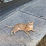 Toby joined the competition — help win amazing prizes! cat, orange_tabby, animal, pet, sidewalk, concrete, outdoor, sunlight, shadow, street, curious, relaxed, fur, whiskers, tail, ears, paws, nature, urban, daytime