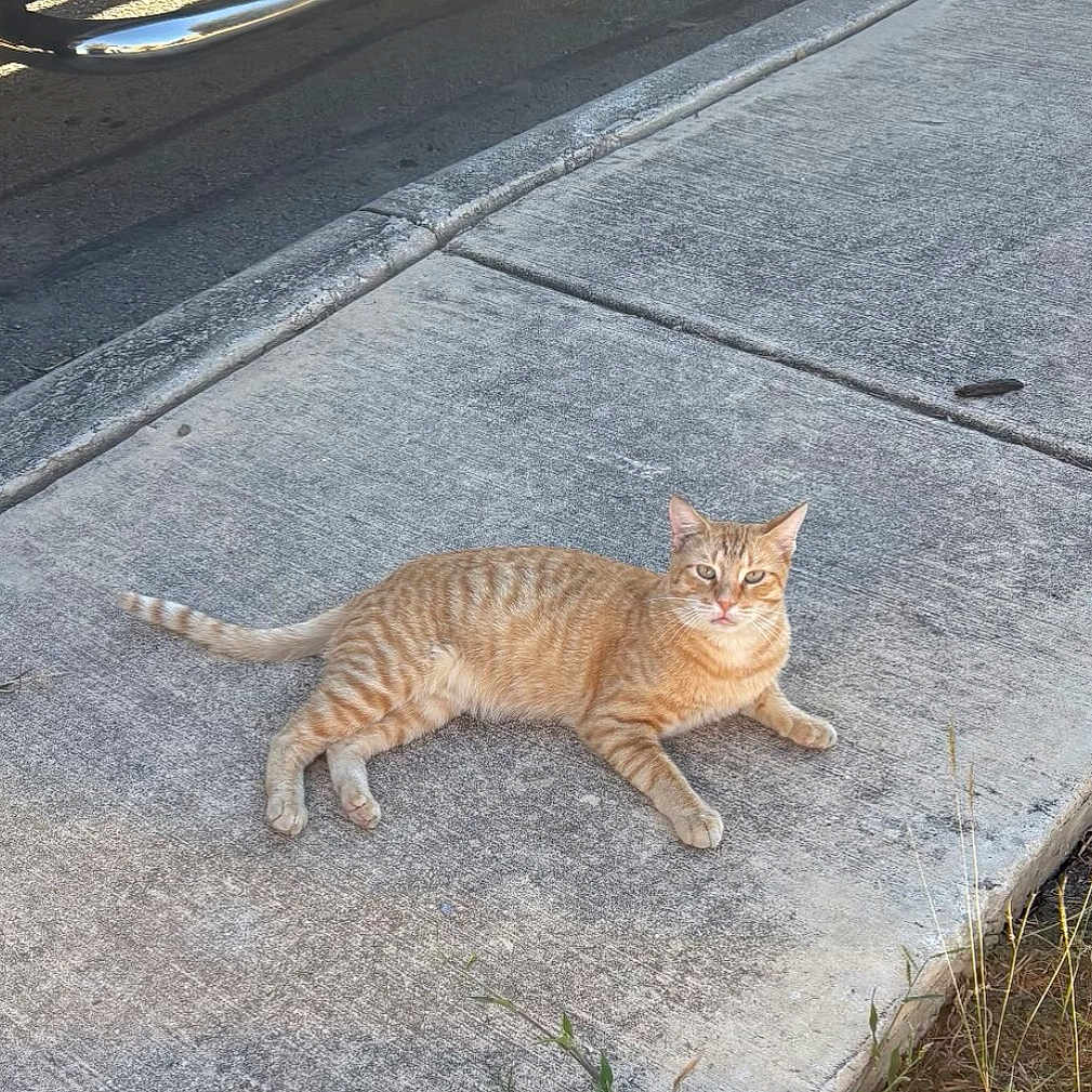 Toby joined the competition — help win amazing prizes! animal, cat, concrete, curious, daytime, ears, fur, nature, orange_tabby, outdoor, paws, pet, relaxed, shadow, sidewalk, street, sunlight, tail, urban, whiskers