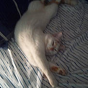 Simba joined the competition — help win amazing prizes! animal, bed, cat, comfort, cozy, domestic_cat, feline, fur, furniture, home, indoor, paw, pet, relaxed, resting, sleeping, stretching, striped_bed_sheet, whiskers, white_cat