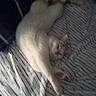 animal, bed, cat, comfort, cozy, domestic_cat, feline, fur, furniture, home, indoor, paw, pet, relaxed, resting, sleeping, stretching, striped_bed_sheet, whiskers, white_cat
