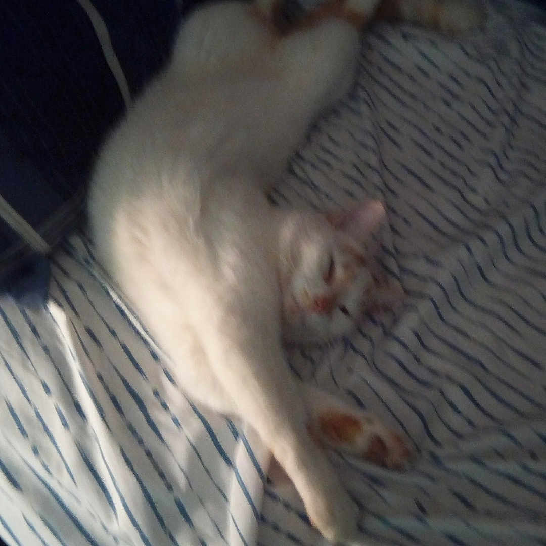 Simba