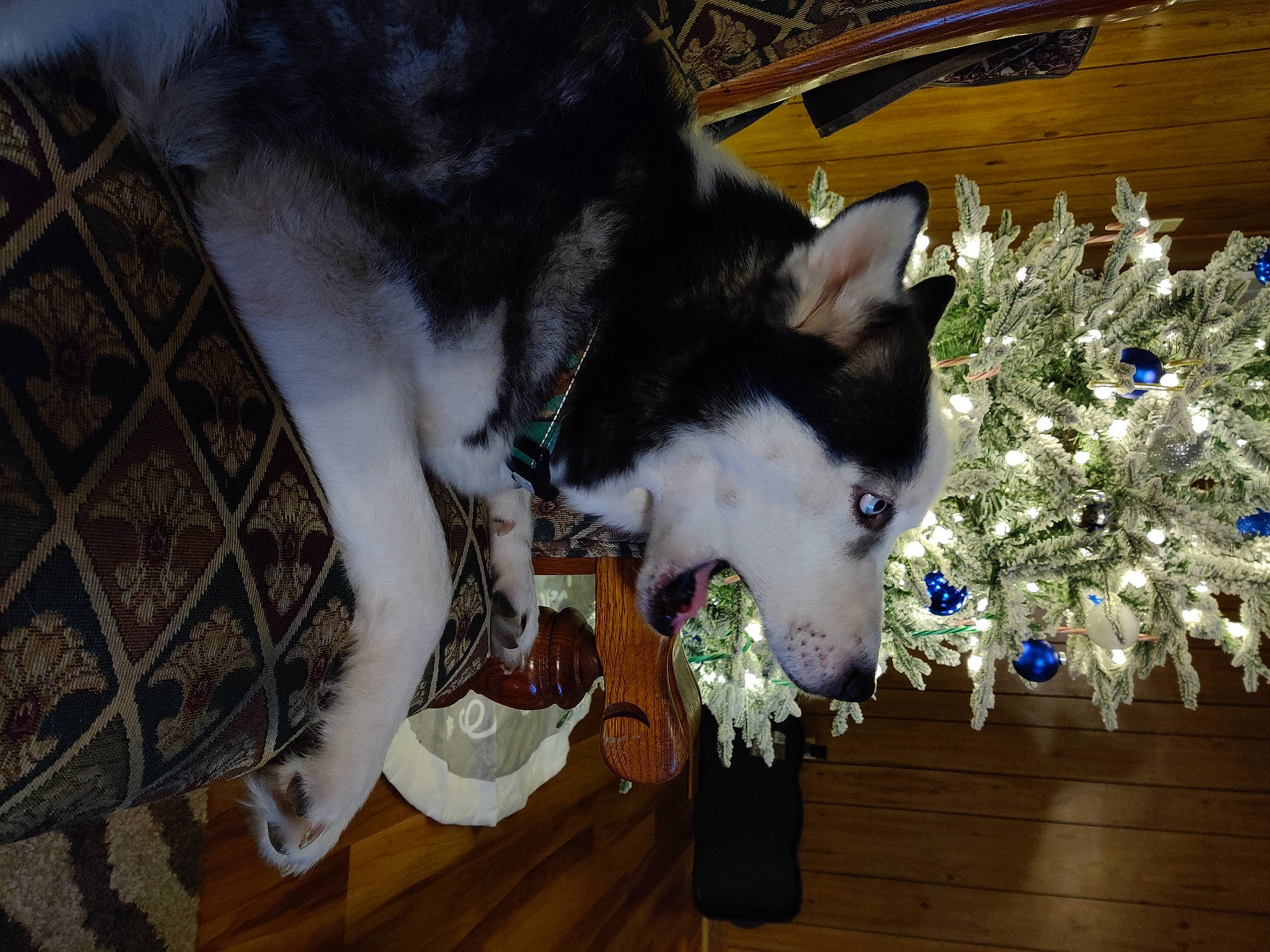 Blizzard joined the competition — help win amazing prizes! canidae, carnivore, cat, christmas_tree, collar, conifer, dog_breed, domestic_short_haired_cat, electric_blue, event, felidae, fur, hardwood, holiday, ornament, small_to_medium_sized_cats, tail, tree, whiskers, wood