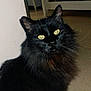 Bidou participe au concours pour gagner de l'argent avec cette photo : animal, animal_face, black_cat, cat, curious, cute, domestic_cat, eyes, feline, floor, fluffy, fur, fur_texture, home, indoor, looking, pet, portrait, sitting, whiskers