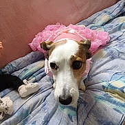 Zara a rejoint le concours — aidez-le/la à gagner de superbes lots ! dog, small_dog, pet, pink_tutu, pet_clothing, blanket, bed, dolphin_pattern, close_up, cute, big_nose, wide_eyes, fur, ears, toy_slipper, doll, sofa, pillow, indoor, portrait