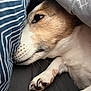 dog, canine, jack_russell, paw, paw_pad, nails, whiskers, fur, eye, nose, snout, bedding, blanket, duvet, striped_fabric, cozy, sleeping, indoor, closeup, portrait