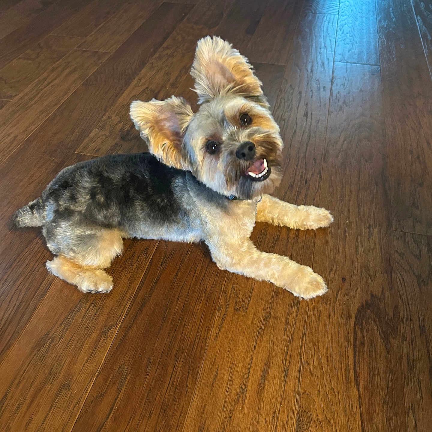Onyx joined the competition — help win amazing prizes! animal, canine, companion, cute, dog, domestic_animal, ears, floor, friendly, fur, groomed, happy, indoor, looking_up, lying_down, pet, playful, small_dog, smiling, wooden_floor