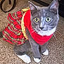 cat, gray_cat, white_paws, dress, red_dress, plaid, carpet, indoor, pet, animal, wide_eyes, curious, feline, costume, festive, whiskers, sitting, cute, domestic_cat, closeup
