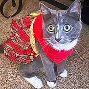 Maryjane joined the competition — help win amazing prizes! abyssinian, accessories, animal, cat, clothing, costume, dress, face, formalwear, head, kitten, manx, person, pet, photography, portrait, scarf, skirt, tartan, tie