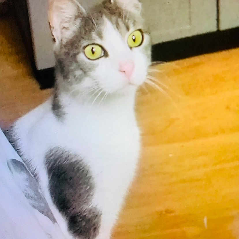 Ruby a rejoint le concours — aidez-le/la à gagner de superbes lots ! carnivore, cat, domestic_short_haired_cat, door, felidae, flooring, fur, hardwood, metal, paw, rectangle, small_to_medium_sized_cats, tail, varnish, whiskers, window, wood, wood_flooring, wood_stain