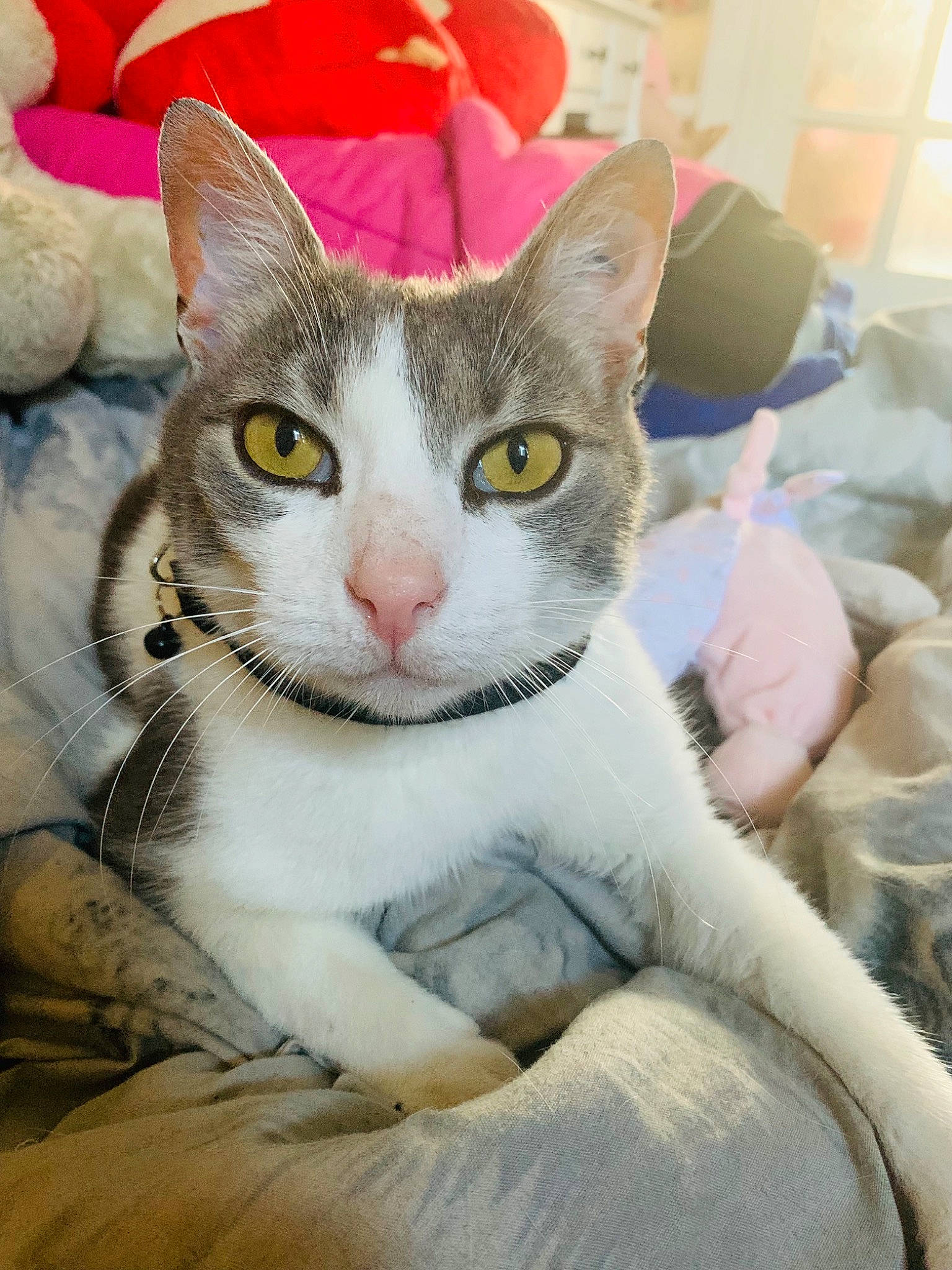 Ruby participe au concours pour gagner de l'argent avec cette photo : art, carnivore, cat, comfort, domestic_short_haired_cat, ear, eye, fawn, felidae, fur, head, linens, paw, small_to_medium_sized_cats, snout, tail, whiskers, window