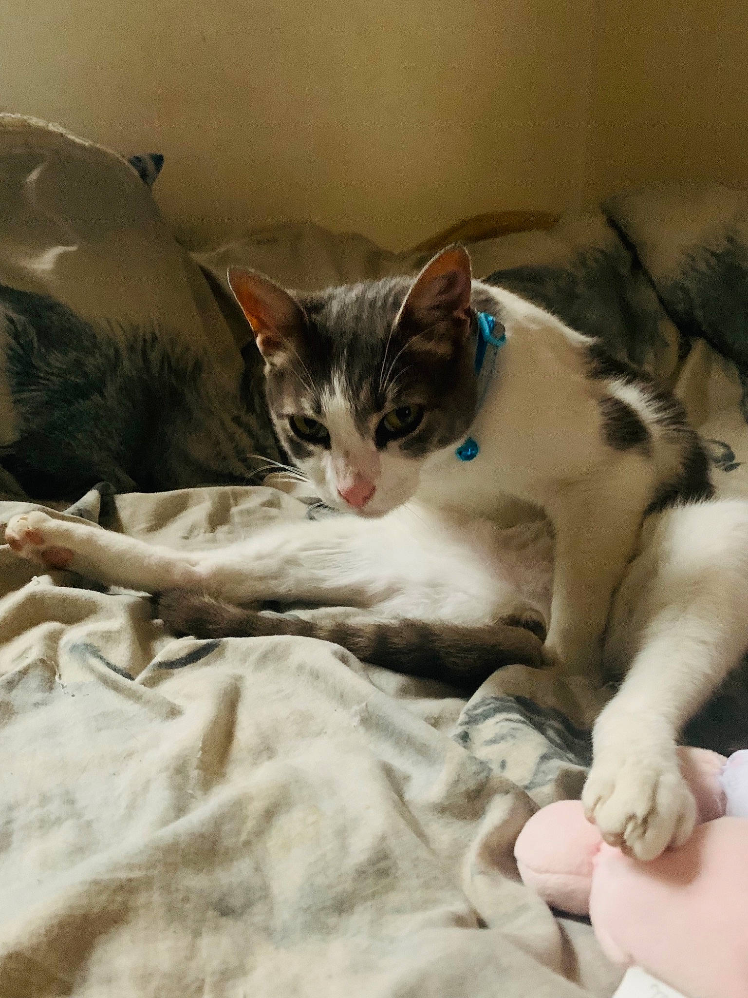 Ruby participe au concours pour gagner de l'argent avec cette photo : bedding, carnivore, cat, cat_supply, claw, comfort, domestic_short_haired_cat, fawn, felidae, fur, linens, nap, paw, small_to_medium_sized_cats, snout, tail, whiskers