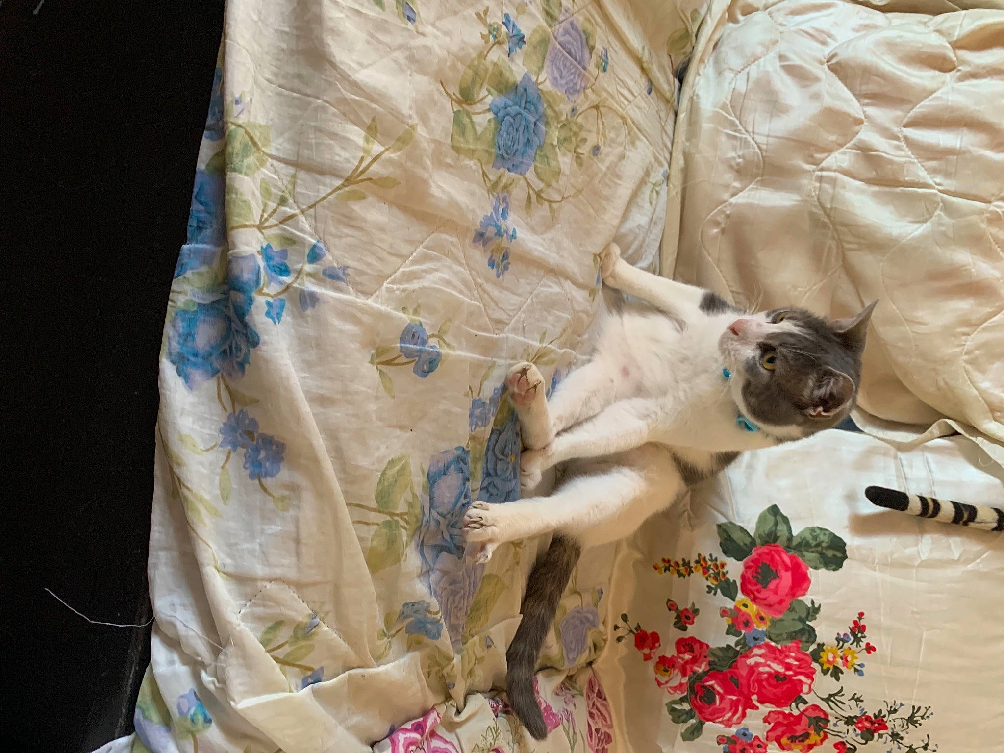 Ruby participe au concours pour gagner de l'argent avec cette photo : art, bed_sheet, bedding, canidae, carnivore, cat, comfort, companion_dog, dog_breed, fawn, felidae, flower, fur, linens, pattern, petal, plant, sleeve, small_to_medium_sized_cats, visual_arts