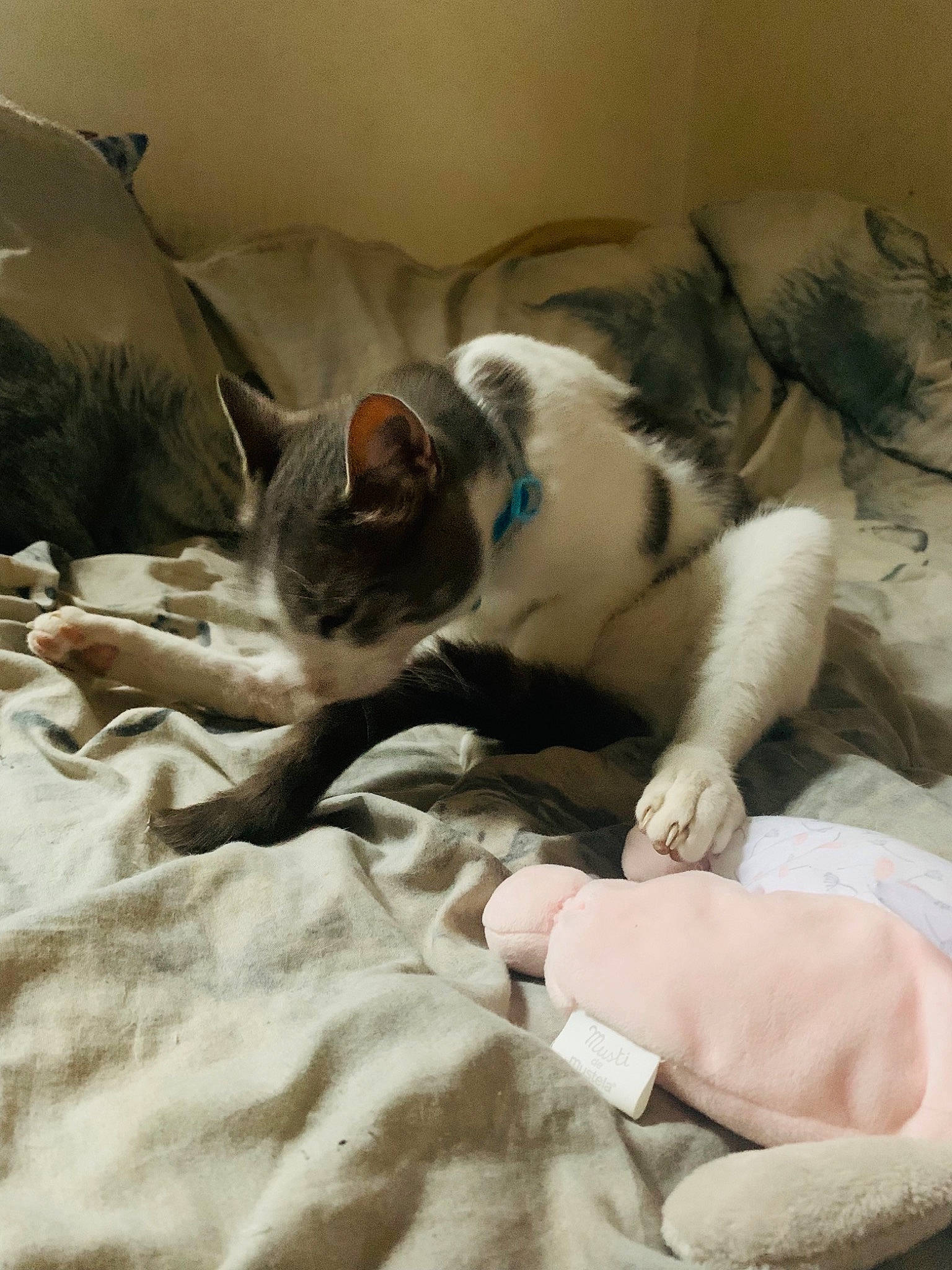 Ruby a rejoint le concours — aidez-le/la à gagner de superbes lots ! bedding, canidae, carnivore, cat, comfort, companion_dog, dog_breed, domestic_short_haired_cat, duvet, fawn, felidae, fur, grey, linens, paw, small_to_medium_sized_cats, snout, tail, vertebrate, whiskers