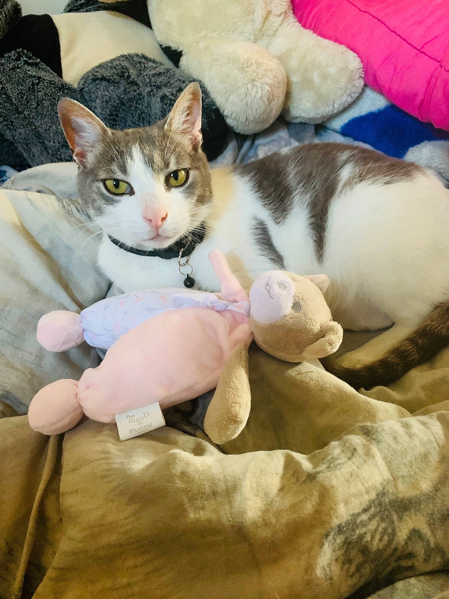 Ruby participe au concours pour gagner de l'argent avec cette photo : art, carnivore, cat, comfort, domestic_short_haired_cat, fawn, felidae, fur, lap, linens, nap, paw, photo_caption, sitting, small_to_medium_sized_cats, snout, tail, whiskers