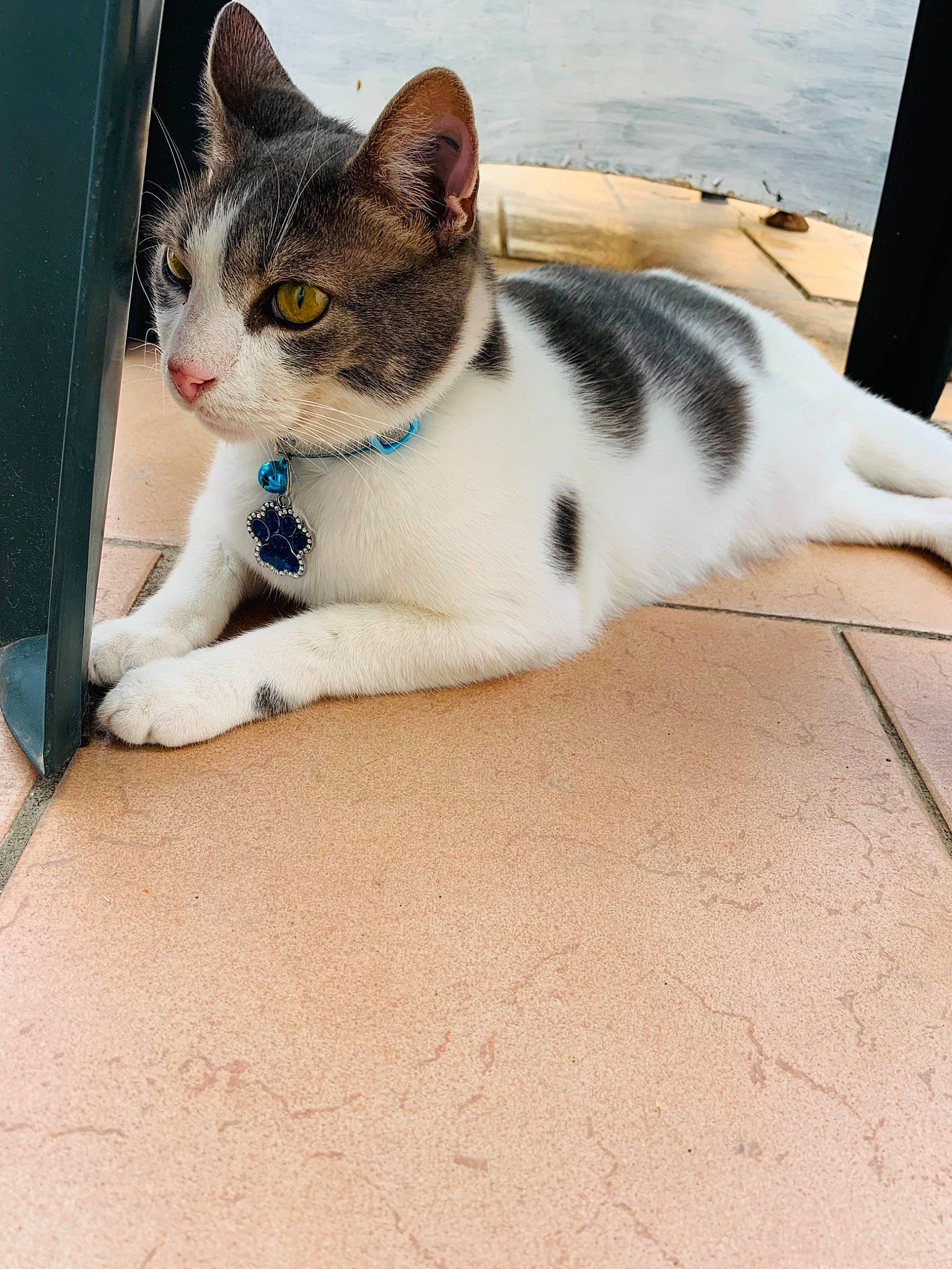 Ruby participe au concours pour gagner de l'argent avec cette photo : carnivore, cat, comfort, domestic_short_haired_cat, felidae, flooring, foot, fur, hardwood, paw, sitting, small_to_medium_sized_cats, tail, whiskers, wood