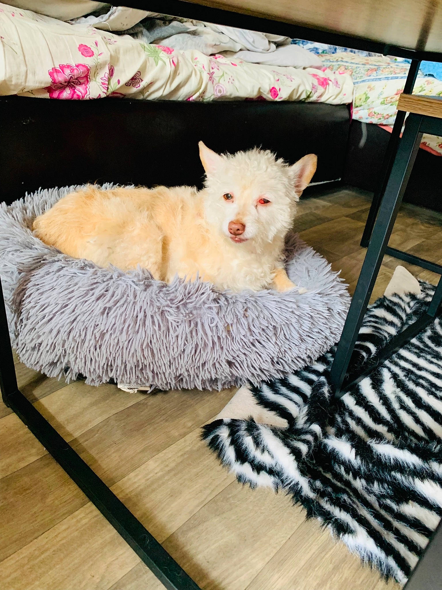 Stessy a rejoint le concours — aidez-le/la à gagner de superbes lots ! canidae, carnivore, chair, companion_dog, couch, dog, dog_breed, dog_supply, fawn, felidae, flooring, fur, hardwood, small_to_medium_sized_cats, snout, sporting_group, tail, textile, toy_dog, wood