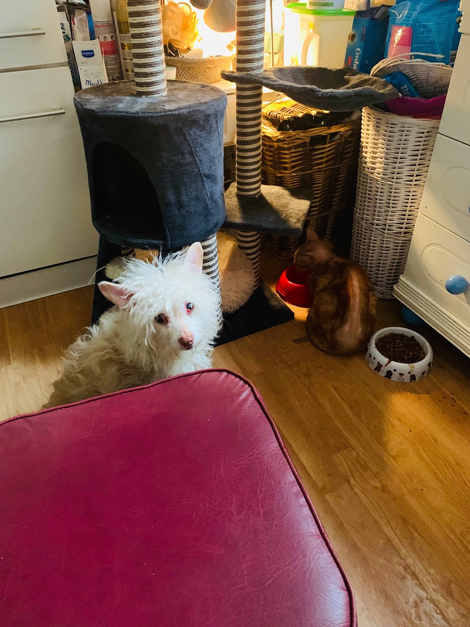 Stessy participe au concours pour gagner de l'argent avec cette photo : carnivore, chair, companion_dog, dog, dog_breed, felidae, floor, flooring, fur, hardwood, laminate_flooring, room, small_terrier, small_to_medium_sized_cats, tail, terrier, toy, toy_dog, whiskers, wood