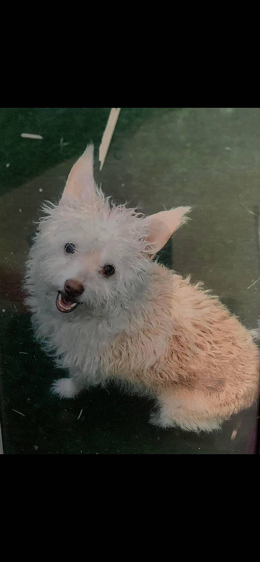 Stessy a rejoint le concours — aidez-le/la à gagner de superbes lots ! ancient_dog_breeds, art, canidae, carnivore, companion_dog, dog, dog_breed, fur, non_sporting_group, small_terrier, snout, sporting_group, tail, terrier, toy_dog