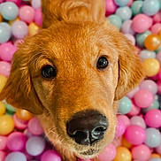 Winnie is registered to the contest to win money with this photo: golden_retriever, puppy, dog, close_up, face, nose, ears, eyes, plastic_balls, colorful, pastel_colors, playful, pet, animal, cute, indoor, background_blur, fun, toy, bright