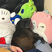 Baizy joined the competition — help win amazing prizes! dog, black_dog, stuffed_animal, plush_toy, pillow, pink_pillow, green_plush, bed, bedding, headboard, human_hand, tattoo, red_nail_polish, cushion, cozy, indoor, resting, face, sleeping, pet