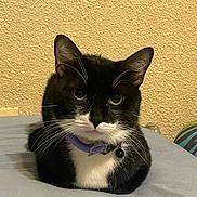 Felon joined the competition — help win amazing prizes! bed, bell, black_and_white, cat, closeup, collar, cozy, domestic, ears, fur, green_eyes, household, indoor, loaf_pose, pet, portrait, resting, texture_wall, tuxedo_cat, whiskers