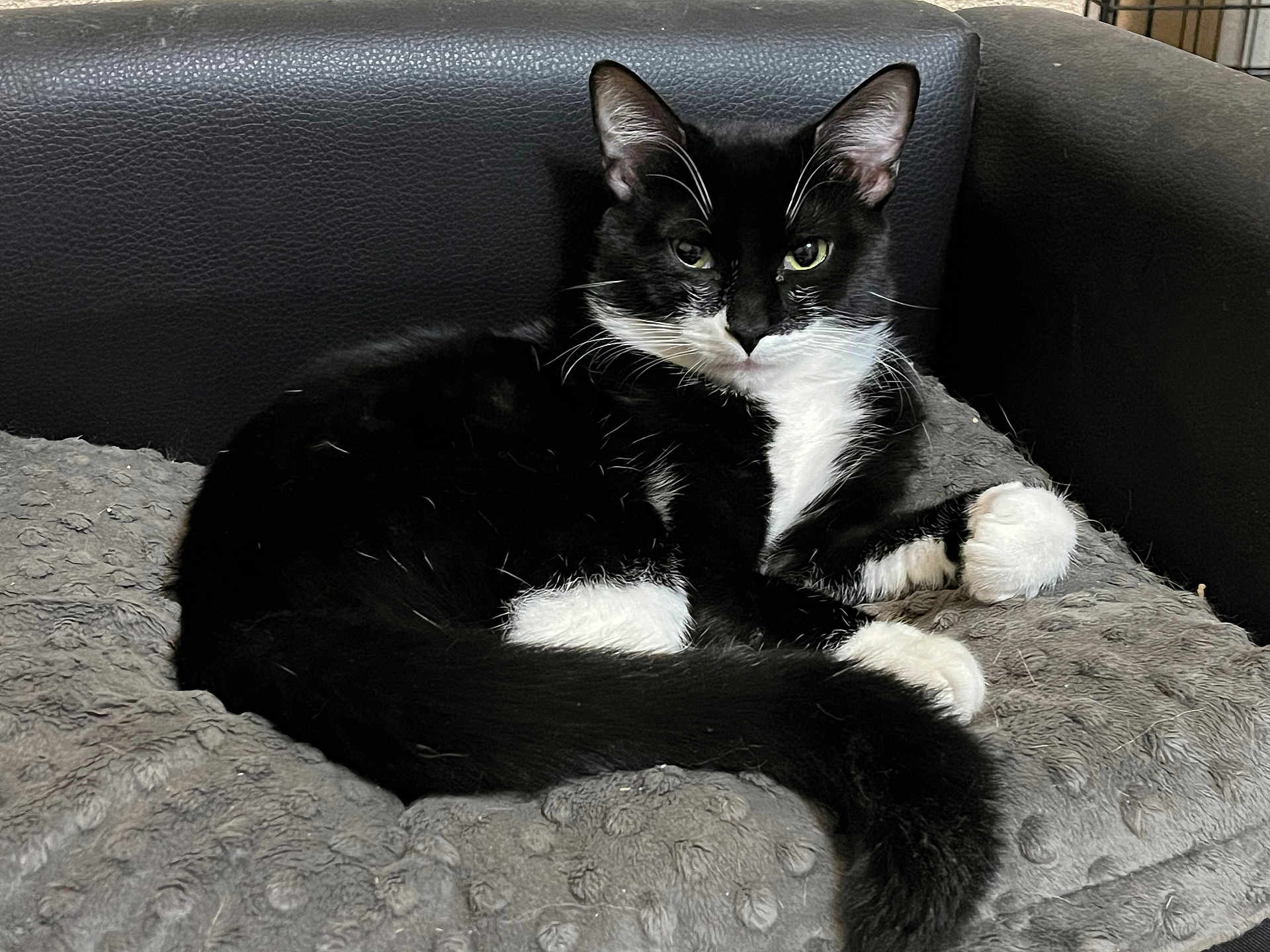 Felon is registered to the contest to win money with this photo: cat, tuxedo_cat, pet, fur, paw, tail, whiskers, green_eyes, ears, blanket, cushion, sofa, leather, indoor, resting, portrait, cute, black_and_white, cozy, relaxed