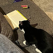 Felon is registered to the contest to win money with this photo: cat, tuxedo_cat, book, open_book, sofa, couch, game_controller, controller, lighter, carpet, paw, fur, indoor, home, reading, page, pet, cozy, fabric_texture, relaxed