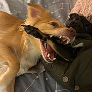 Damian And Angel joined the competition — help win amazing prizes! dog, playful, toy, bite, golden_dog, black_dog, pet, indoor, blanket, pillow, fur, animal, cute, friendship, tug_of_war, close_up, teeth, mouth, expression, playtime