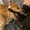 dog, playful, toy, bite, golden_dog, black_dog, pet, indoor, blanket, pillow, fur, animal, cute, friendship, tug_of_war, close_up, teeth, mouth, expression, playtime