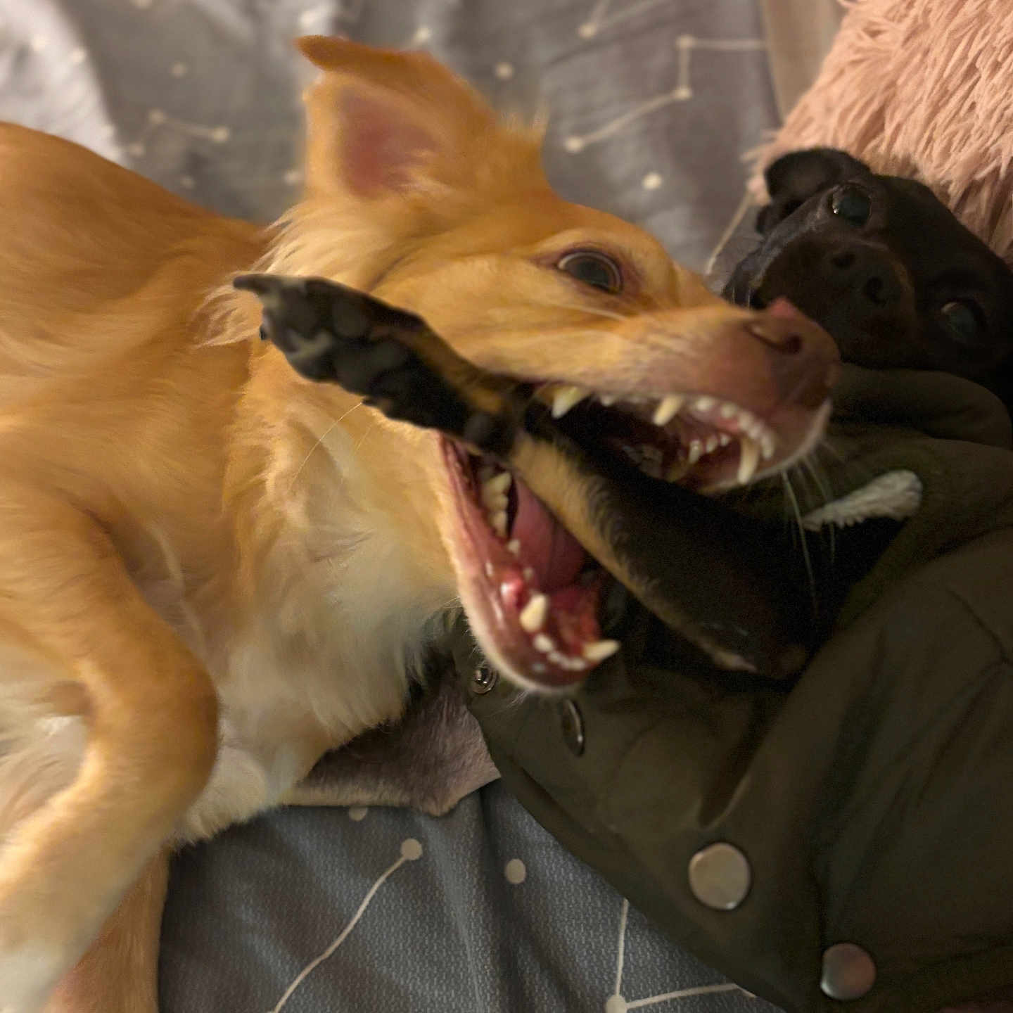 Damian And Angel