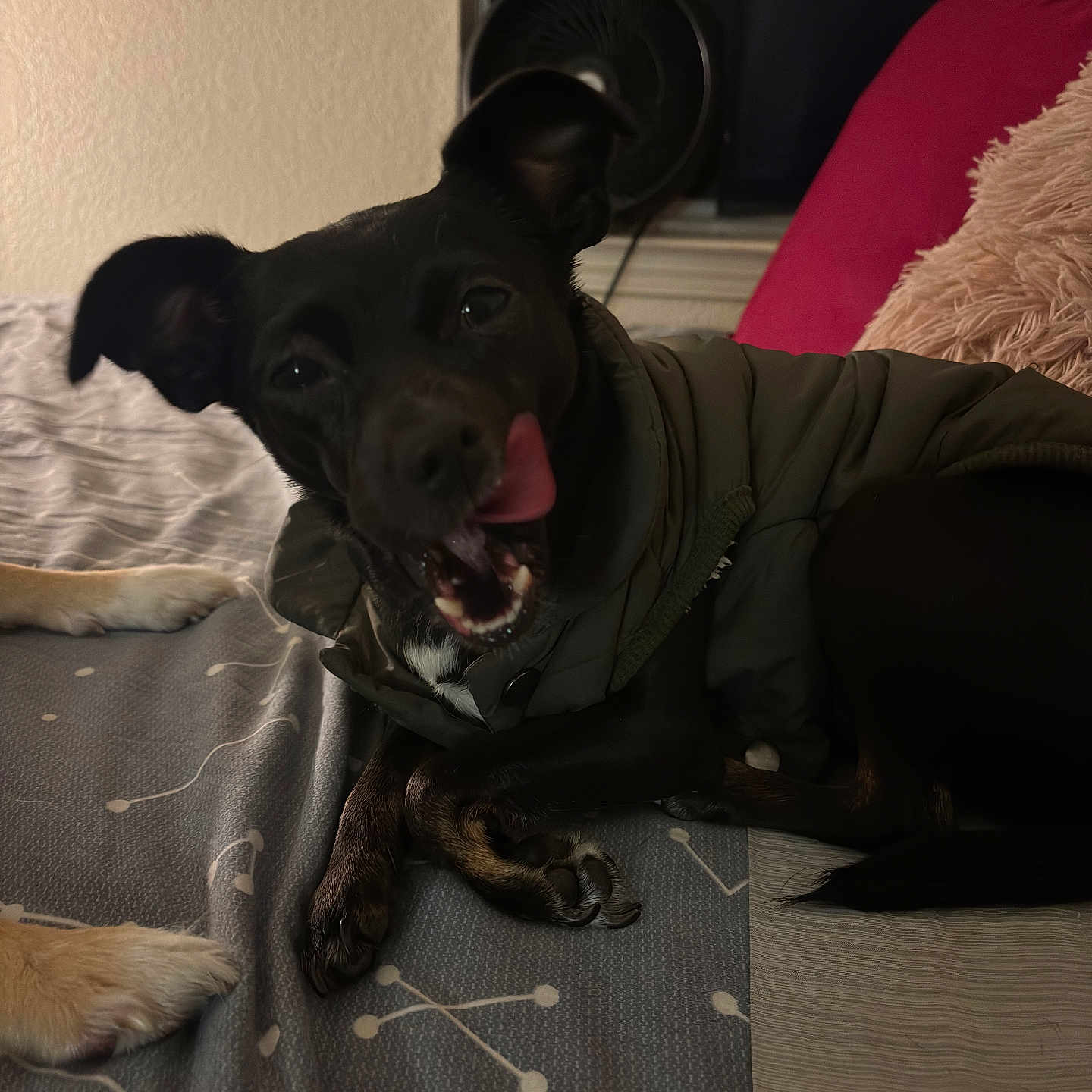 Angel joined the competition — help win amazing prizes! dog, black_dog, pet, indoor, bed, blanket, pillow, cushion, tongue_out, playful, canine, jacket, animal, paw, sleeping_area, cozy, fur, resting, companion, cute