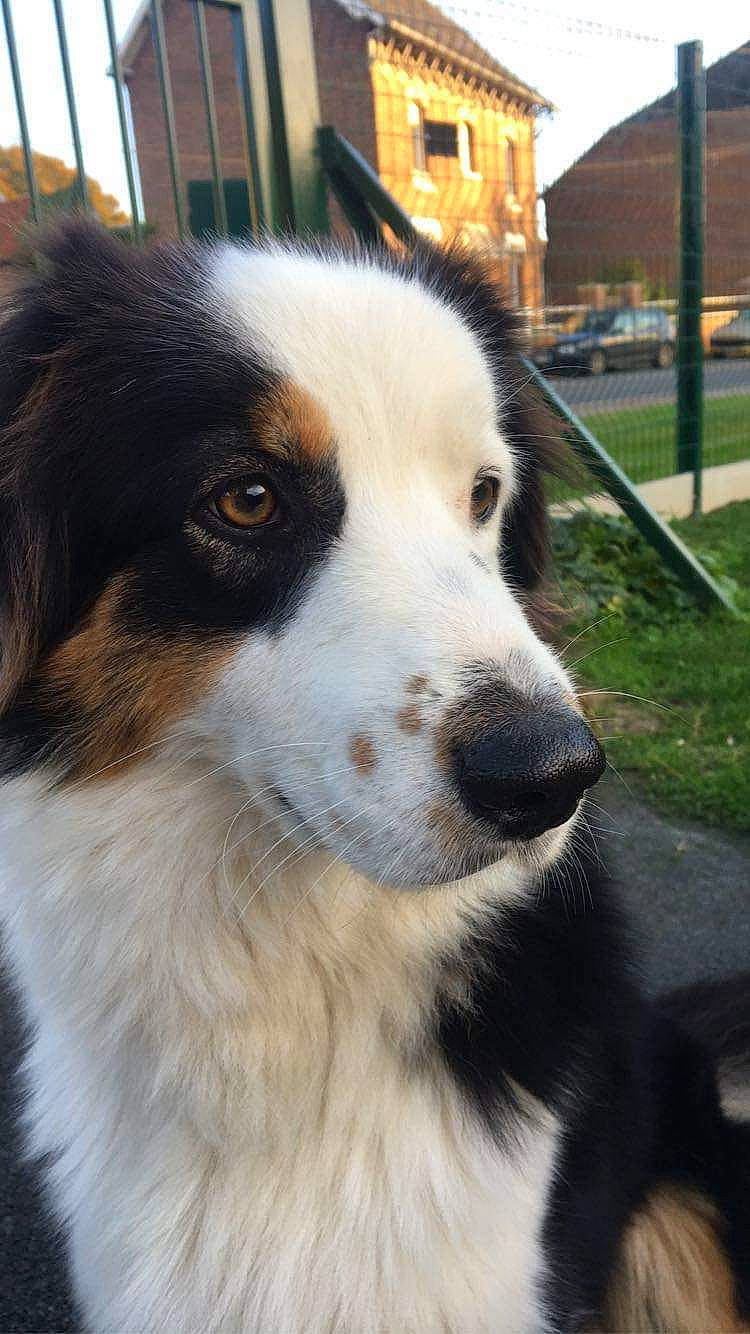 Pixie a rejoint le concours — aidez-le/la à gagner de superbes lots ! australian_collie, australian_shepherd, building, canidae, carnivore, companion_dog, dog, dog_breed, eye, fur, head, herding_dog, plant, snout, sporting_group, tree, whiskers, window, working_animal, working_dog