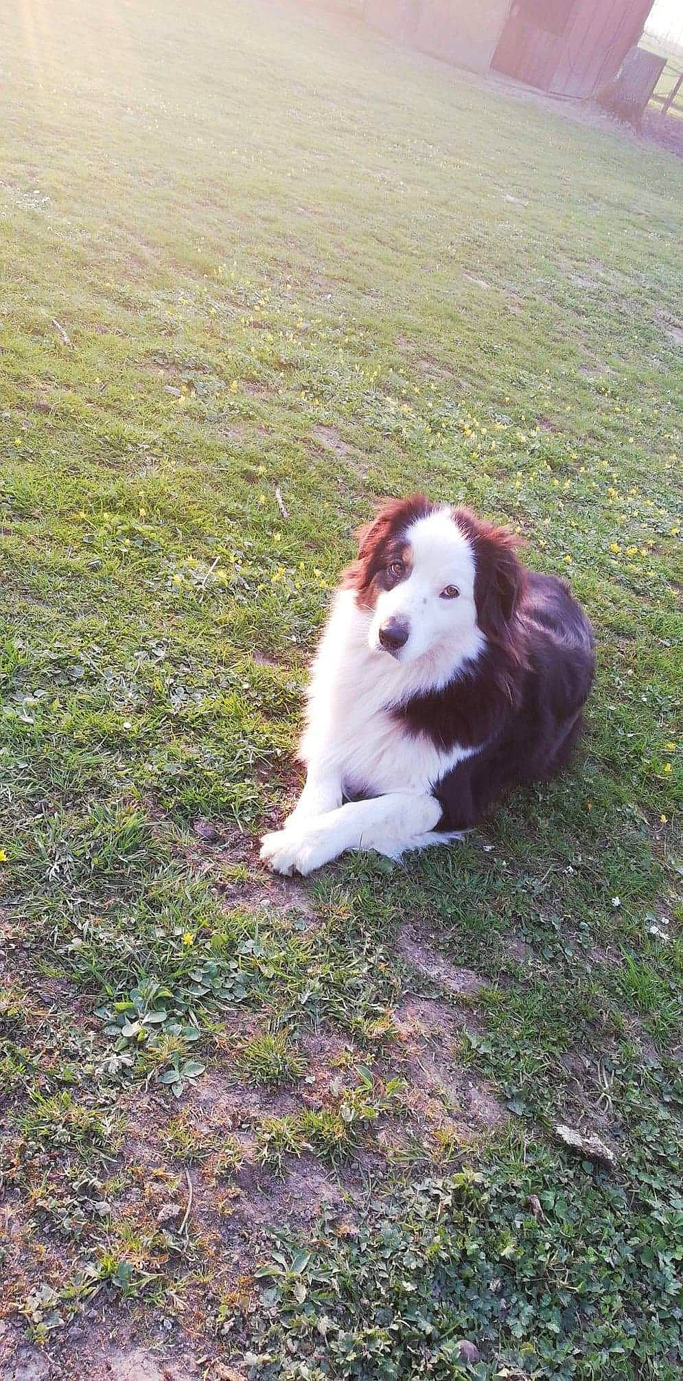 Pixie a rejoint le concours — aidez-le/la à gagner de superbes lots ! canidae, carnivore, companion_dog, dog, dog_breed, fawn, fur, grass, grassland, herding_dog, non_sporting_group, sitting, snout, sporting_group, tail, terrestrial_animal, working_dog